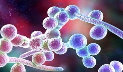 Candida houba